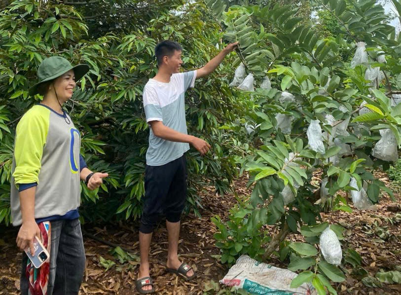 HIỆU QUẢ NGUỒN VỐN TÍN DỤNG CHÍNH SÁCH VỚI ĐOÀN VIÊN THANH NIÊN XÃ QUẢNG PHÚ