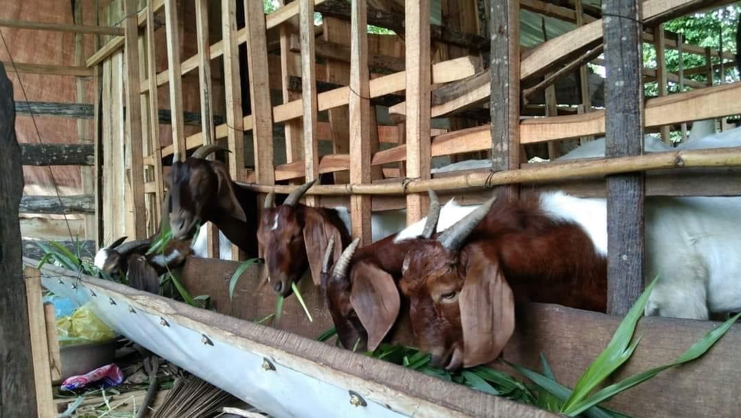 THOÁT NGHÈO NHỜ NGUỒN VỐN TÍN DỤNG CHÍNH SÁCH