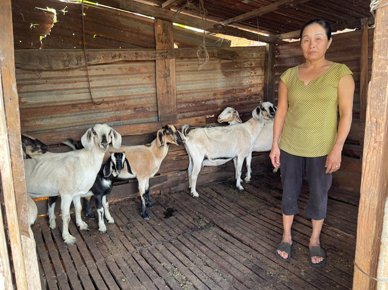 CÁC MÔ HÌNH PHÁT TRIỂN KINH TẾ TRÊN ĐỊA BÀN THỊ TRẤN QUẢNG PHÚ PHÁT HUY TỐT NGUỒN VAY TỪ NGÂN HÀNG CHÍNH SÁCH XÃ HỘI HUYỆN ĐỂ PHÁT TRIỂN KINH TẾ